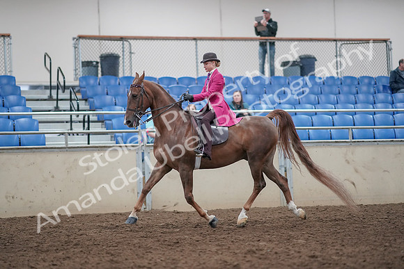 2019 Morgan Horse Show - Aug 31, 2019 - 08754