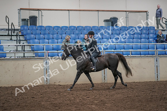 2019 Morgan Horse Show - Aug 31, 2019 - 07359