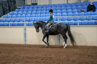 2020 - AB Morgan Horse - Fri, Sept 04 - 07743