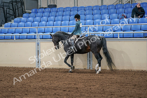 2020 - AB Morgan Horse - Fri, Sept 04 - 07743