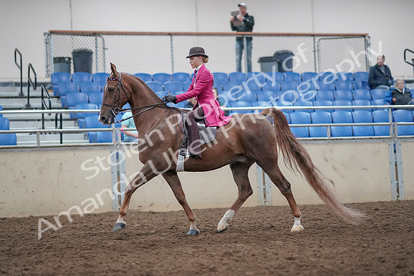 2019 Morgan Horse Show - Aug 31, 2019 - 08622