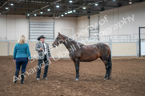 2020 - AB Morgan Horse - Sat, Sept 05 - 00221