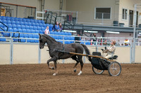 2020 - AB Morgan Horse - Sat, Sept 05 - 05837