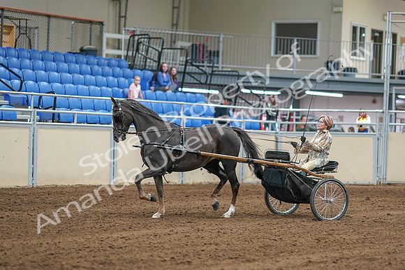 2020 - AB Morgan Horse - Sat, Sept 05 - 05837