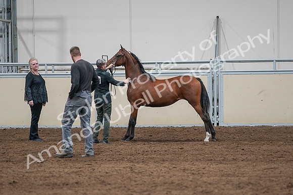 2020 - AB Morgan Horse - Fri, Sept 04 - 07606