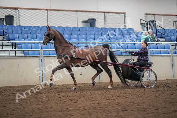 2019 Morgan Horse Show - Aug 30, 2019 - 13171