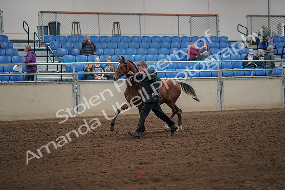 2019 Morgan Horse Show - Aug 30, 2019 - 25554