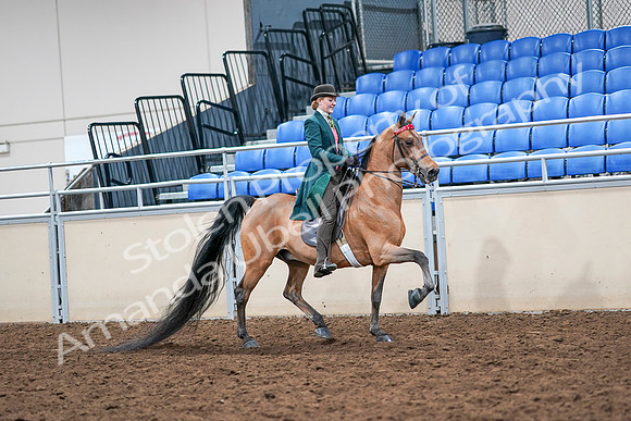 2020 - AB Morgan Horse - Sat, Sept 05 - 14028