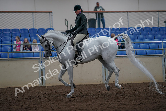 2019 Morgan Horse Show - Aug 31, 2019 - 16024