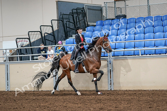 2020 - AB Morgan Horse - Sat, Sept 05 - 06754
