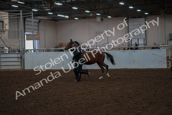 2019 Morgan Horse Show - Aug 30, 2019 - 25526
