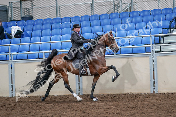 2020 - AB Morgan Horse - Sat, Sept 05 - 13225