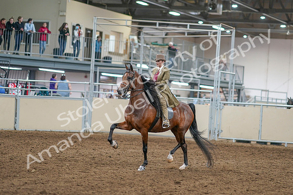2020 - AB Morgan Horse - Sat, Sept 05 - 07936