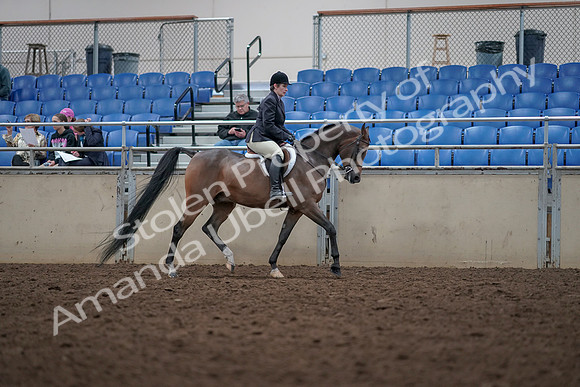 2019 Morgan Horse Show - Aug 31, 2019 - 16175