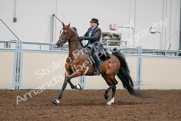2020 - AB Morgan Horse - Sat, Sept 05 - 12988