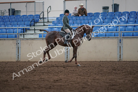 2019 Morgan Horse Show - Sept 01, 2019 - 08774