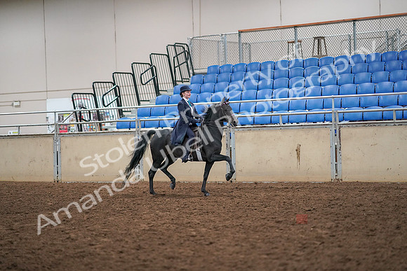 2019 Morgan Horse Show - Aug 30, 2019 - 12368