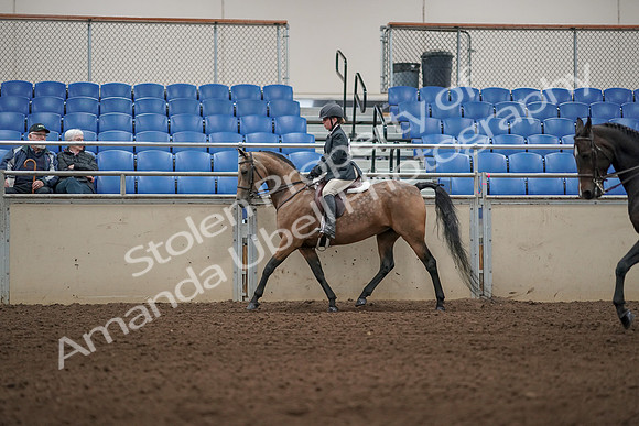 2019 Morgan Horse Show - Aug 31, 2019 - 04844
