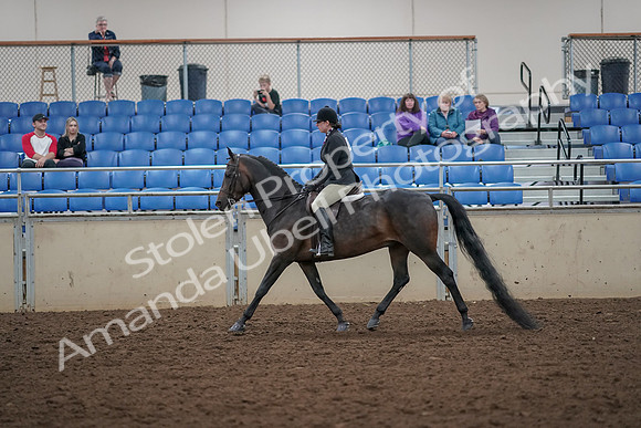2019 Morgan Horse Show - Aug 30, 2019 - 27198