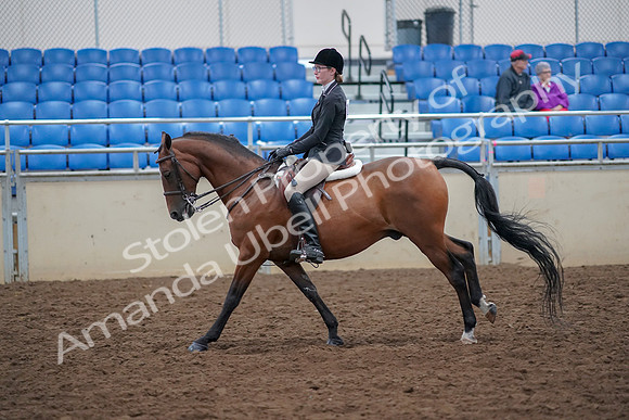 2019 Morgan Horse Show - Aug 30, 2019 - 20618