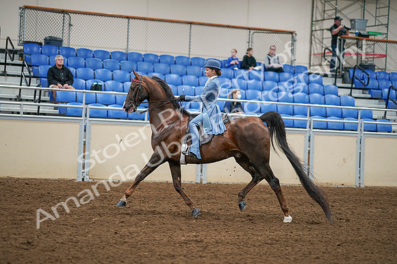 2020 - AB Morgan Horse - Fri, Sept 04 - 04863