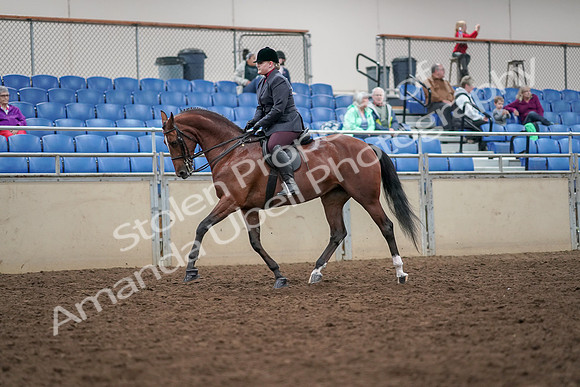 2019 Morgan Horse Show - Aug 30, 2019 - 20247