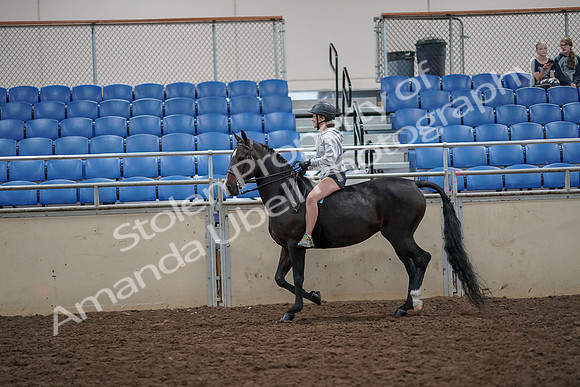 2019 Morgan Horse Show - Aug 30, 2019 - 31050
