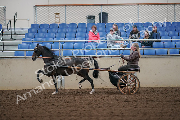 2019 Morgan Horse Show - Aug 30, 2019 - 13245