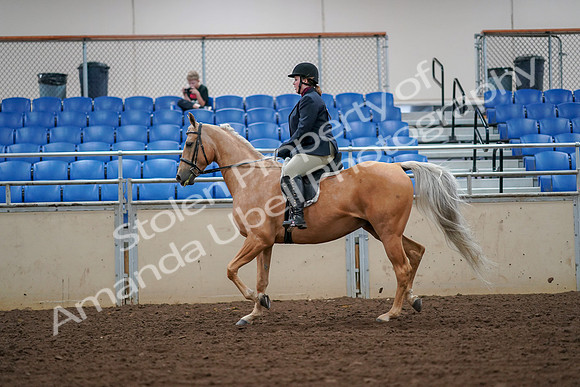 2019 Morgan Horse Show - Aug 30, 2019 - 16087