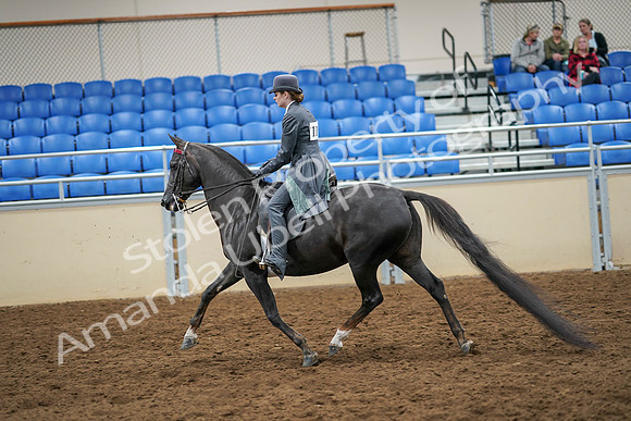 2020 - AB Morgan Horse - Sat, Sept 05 - 13591
