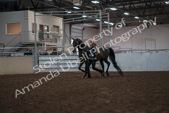 2019 Morgan Horse Show - Aug 31, 2019 - 03389