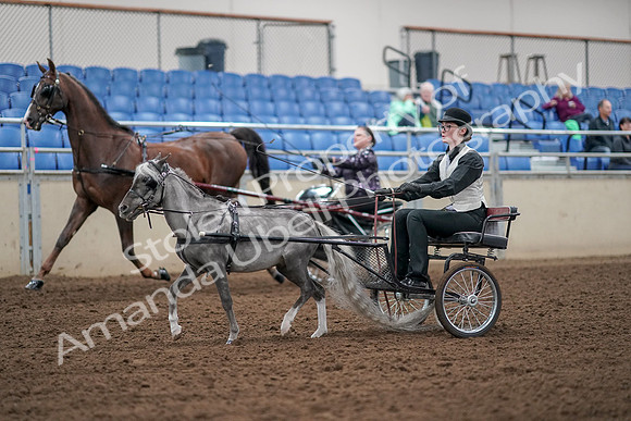 2019 Morgan Horse Show - Aug 30, 2019 - 13277