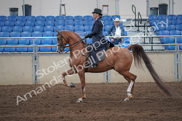2019 Morgan Horse Show - Sept 01, 2019 - 11901