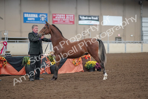 2019 Morgan Horse Show - Aug 30, 2019 - 25641