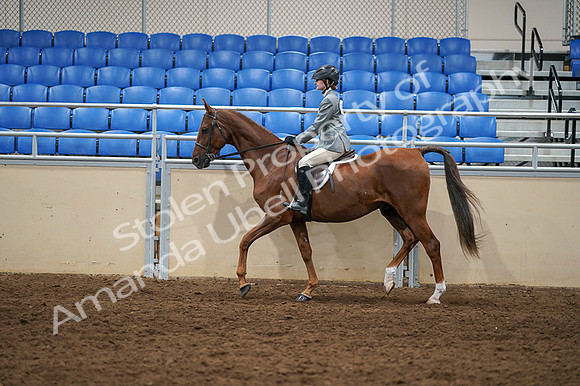 2020 - AB Morgan Horse - Fri, Sept 04 - 02975