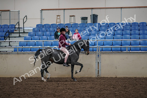 2019 Morgan Horse Show - Aug 30, 2019 - 31366
