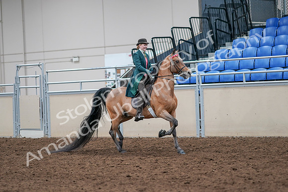 2020 - AB Morgan Horse - Sat, Sept 05 - 13857