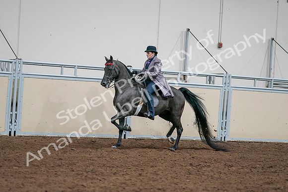 2020 - AB Morgan Horse - Sat, Sept 05 - 13699
