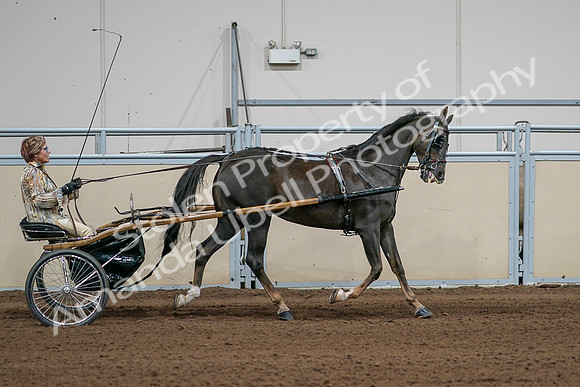 2020 - AB Morgan Horse - Sat, Sept 05 - 05908