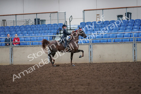 2019 Morgan Horse Show - Aug 30, 2019 - 18047