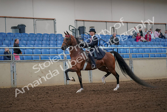 2019 Morgan Horse Show - Aug 30, 2019 - 25072