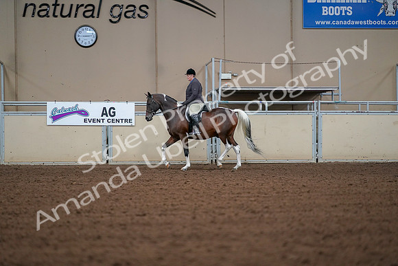 2019 Morgan Horse Show - Aug 30, 2019 - 16159