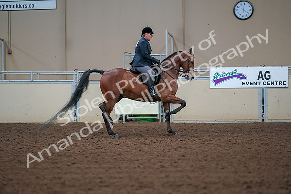2019 Morgan Horse Show - Aug 30, 2019 - 20740