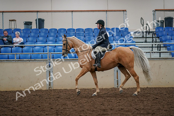 2019 Morgan Horse Show - Aug 30, 2019 - 22298