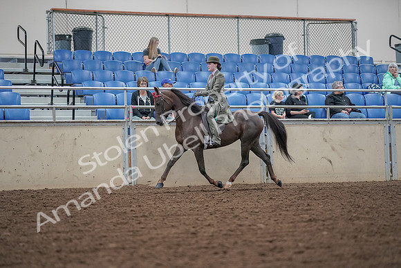 2019 Morgan Horse Show - Aug 30, 2019 - 15510