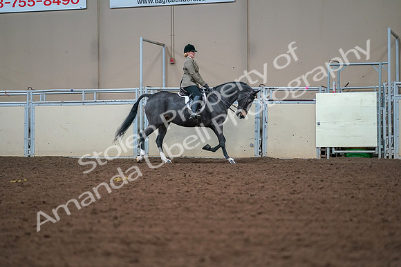 2019 Morgan Horse Show - Aug 30, 2019 - 20714