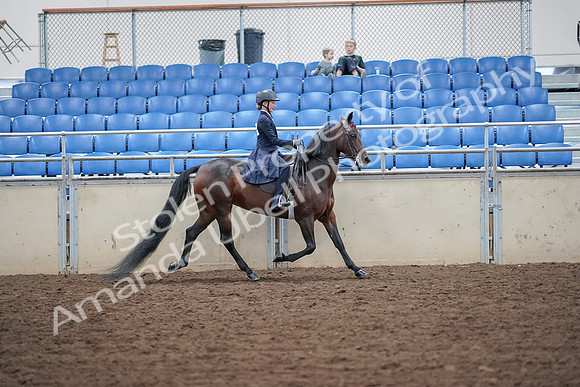 2019 Morgan Horse Show - Aug 30, 2019 - 18136