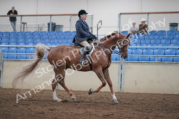 2019 Morgan Horse Show - Sept 01, 2019 - 08861