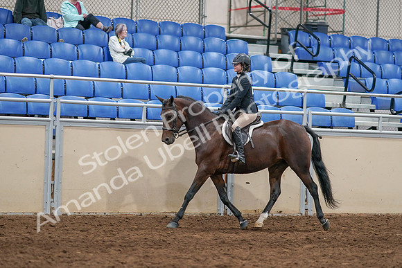 2020 - AB Morgan Horse - Sat, Sept 05 - 14255