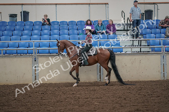 2019 Morgan Horse Show - Aug 30, 2019 - 25931